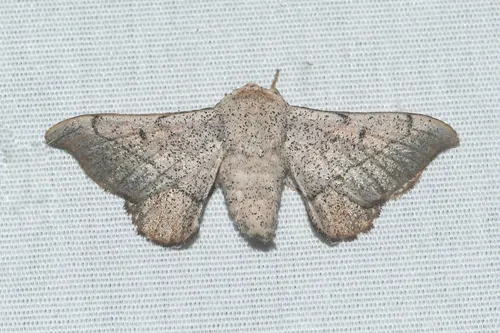 Melsheimer's Sack-bearer Moth - Hodges#7662