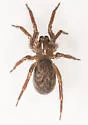 Cicurina arcuata - photo 4