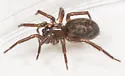 Cicurina arcuata - photo 5