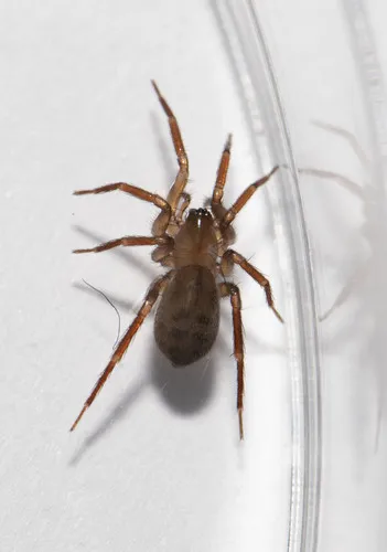 Cicurina brevis