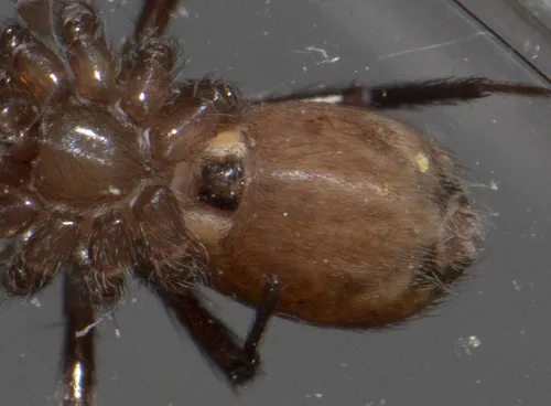 Cicurina brevis - photo 2