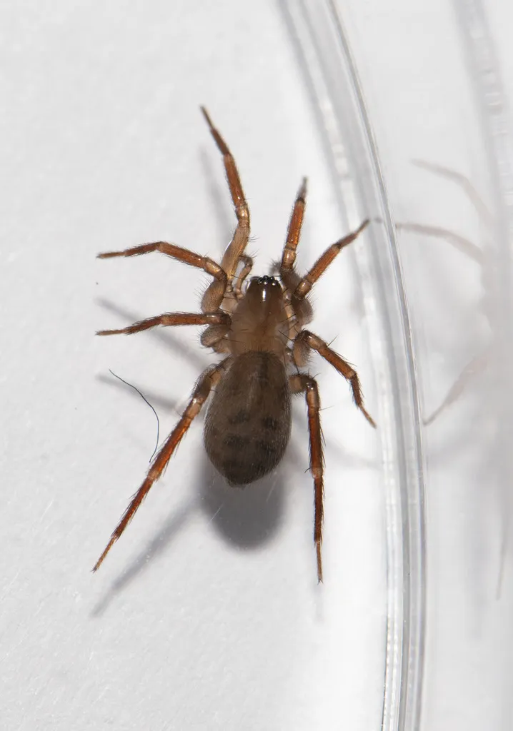 Cicurina brevis - photo 5