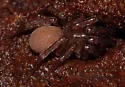 Cicurina bryantae