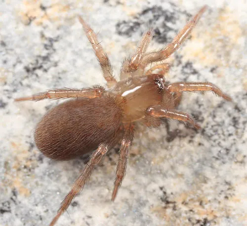 Cicurina itasca
