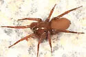 Cicurina pallida - Cicurina pallida