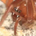Cicurina pallida - photo 2