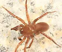 Cicurina pallida - photo 3