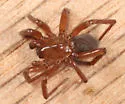 Cicurina pallida - photo 4