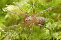 Cicurina pusilla