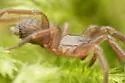 Cicurina pusilla - photo 2