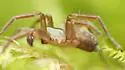 Cicurina pusilla - photo 5
