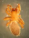 Cicurina robusta