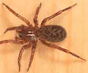 Cicurina robusta - photo 2