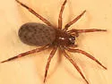 Cicurina robusta - photo 4