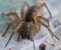 Cicurina robusta - photo 5