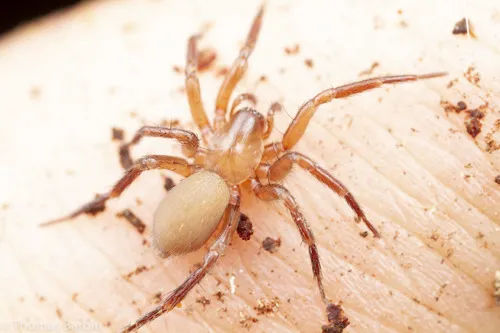 Cicurina simplex