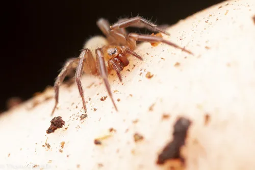 Cicurina simplex - photo 4
