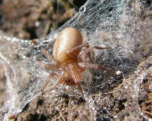 Cicurina tersa - photo 2