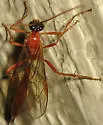 Cidaphus occidentalis