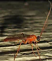 Cidaphus occidentalis - photo 2