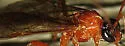 Cidaphus occidentalis - photo 4