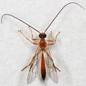 Cidaphus paniscoides - photo 2