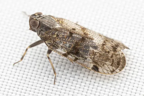 Cilidius quinquelineatus