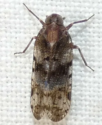 Cilidius vicarius