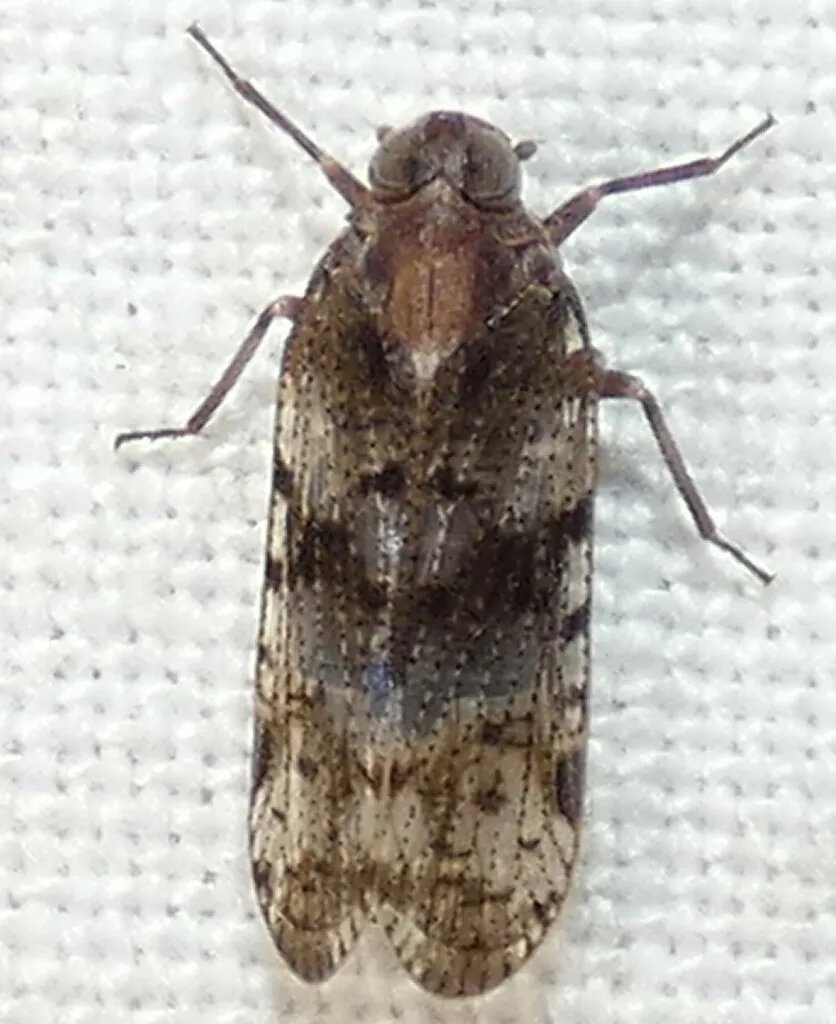 Cilidius vicarius - photo 2