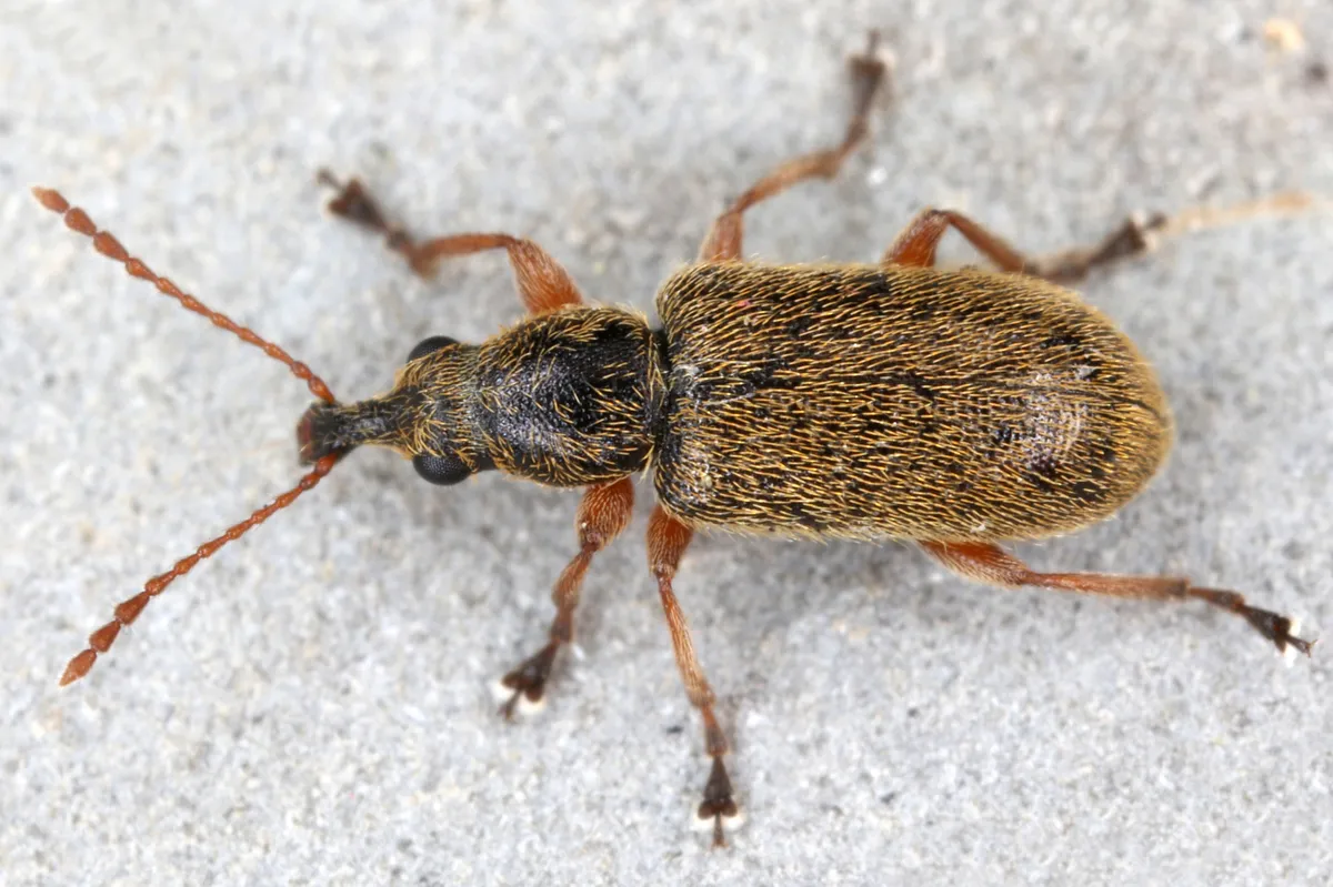 Cimberis attelaboides - photo 3