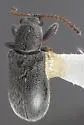 Cimberis bihirsuta