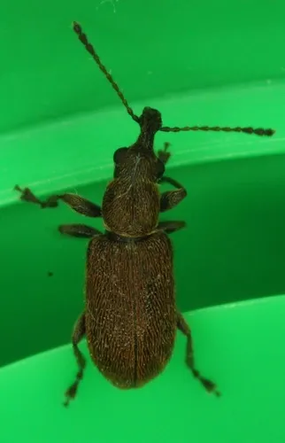 Cimberis decipiens - photo 2