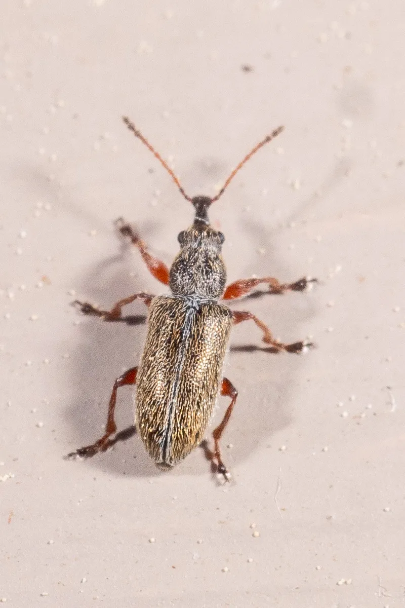 Cimberis elongata