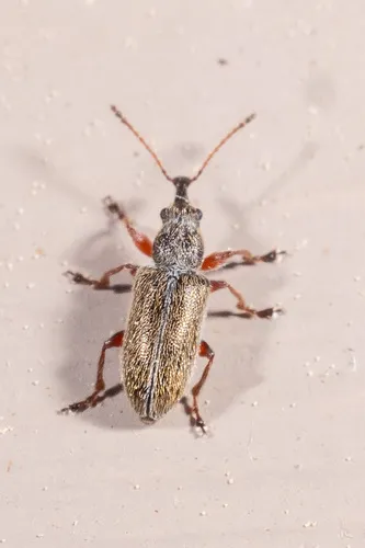 Cimberis elongata - photo 2