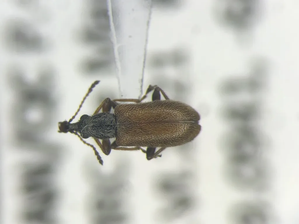 Cimberis pallipennis