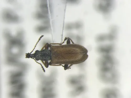 Cimberis pallipennis - photo 2