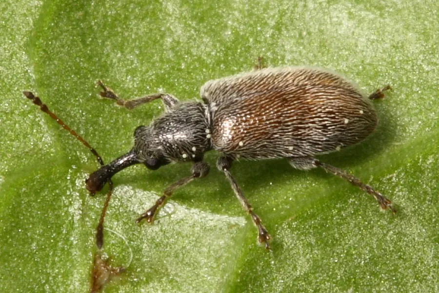 Cimberis pilosa - photo 2