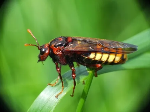 Large Alder Sawfly