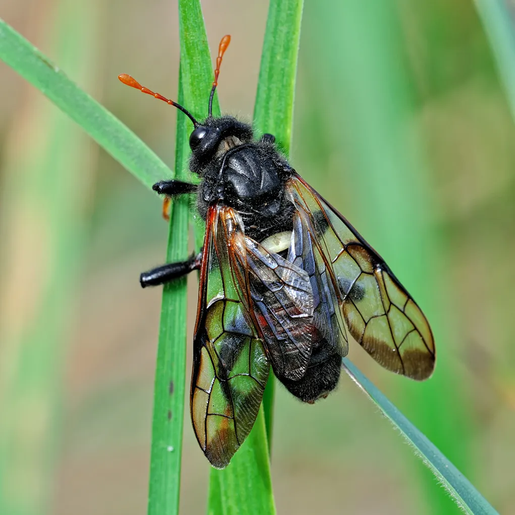 Birch Sawfly - photo 2