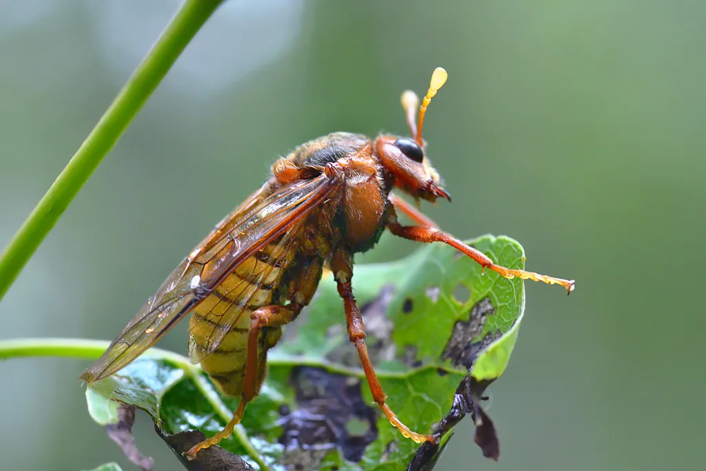 Willow Sawfly - photo 2