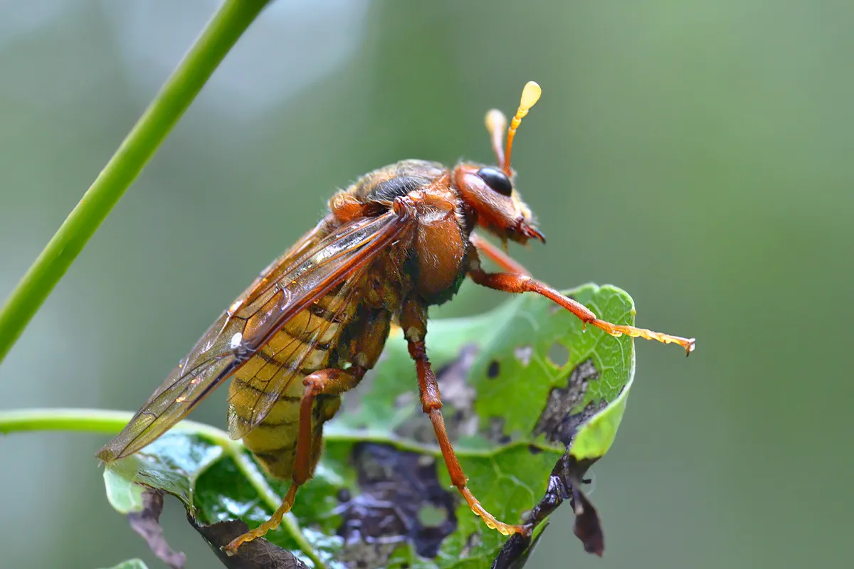 Willow Sawfly - photo 3
