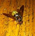 Pacific Sawfly
