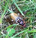 Pacific Sawfly - photo 2