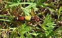 Pacific Sawfly - photo 3