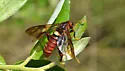Pacific Sawfly - photo 4