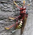 Pacific Sawfly - photo 5