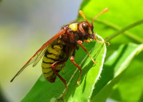Almond Sawfly