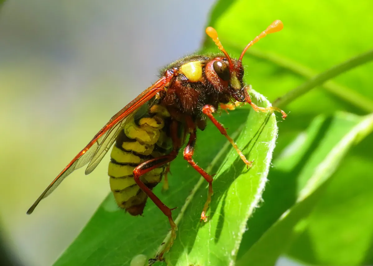 Almond Sawfly - photo 2