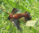 Rusty Willow Sawfly