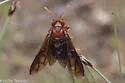 Rusty Willow Sawfly - photo 3